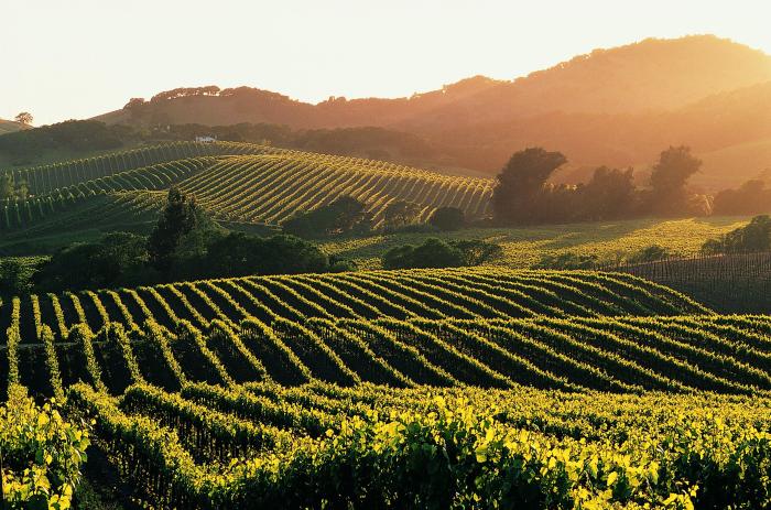 Vineyard tours in France