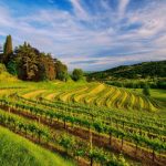 Vineyard tours in France