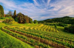 Vineyard tours in France