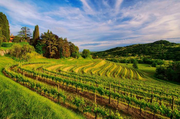 Vineyard tours in France